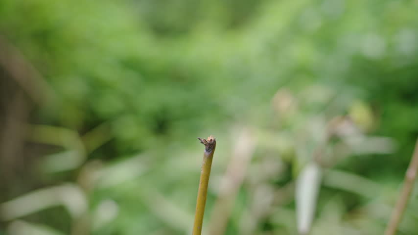 Dragonfly landing on plant stem and moving mouth parts, macro close up with lush green bokeh
