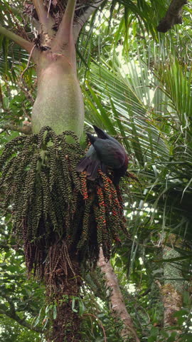High-definition 4K vertical video of an endemic Kererū (New Zealand Wood Pigeon) feeding on palm seeds in the lush native forest of Clevedon, South Auckland. Shot on mobile in portrait mode (9:16 aspe