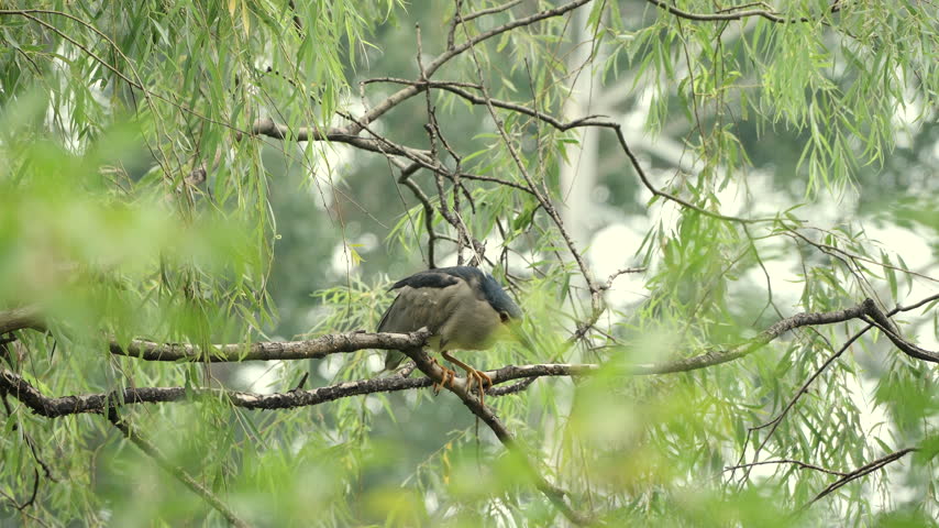 Black-crowned night heron perched on a willow branch