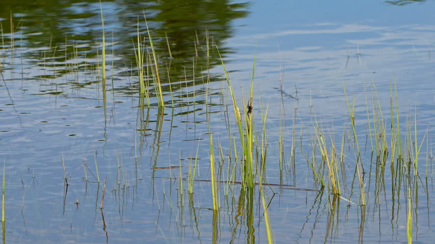 Spider on a blade of grass in a marsh
