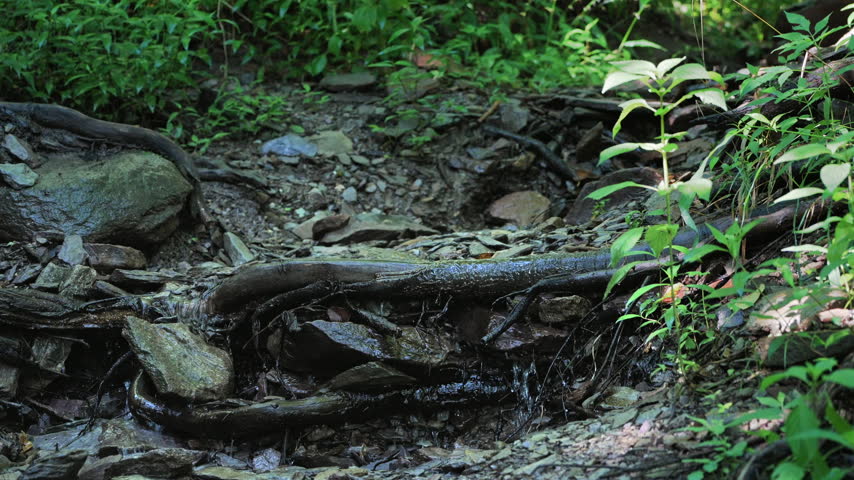 Forest stream flowing over fallen tree roots and rocks