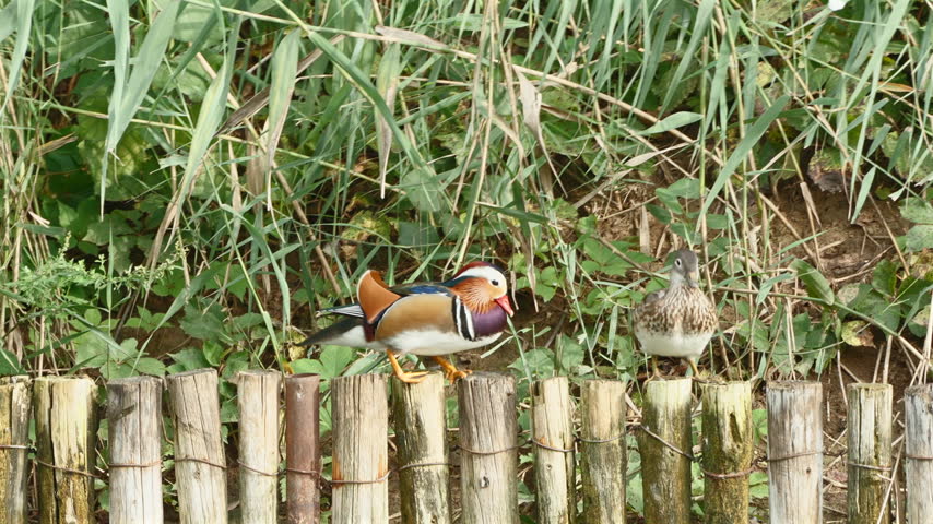 Male mandarin duck with colorful plumage standing on a wooden post