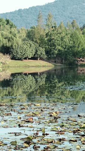 Calm Lake With Water Lilies And Distant Hills, Nanjing, Jiangsu, China, Oct 8th, 2026