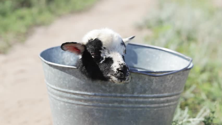 the lamb in the bucket