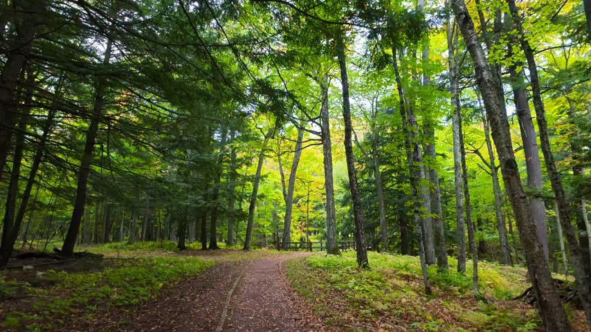 Soothing point of view walking through a beautiful and vibrant green forest path during early autumn in Michigan.