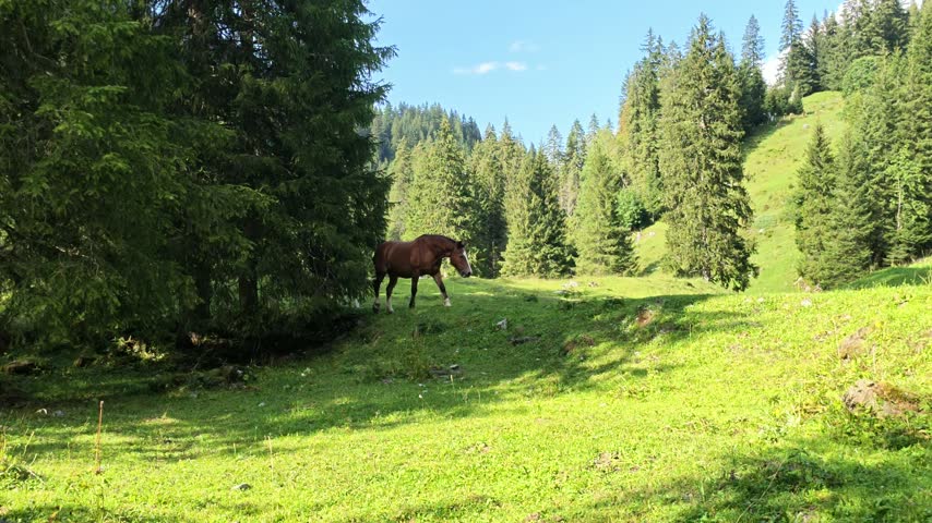 A pair of horses roaming freely through the Swiss Alps, foraging along the alpine meadows of Rosenlaui Valley in the Bernese Oberland of Switzerland.