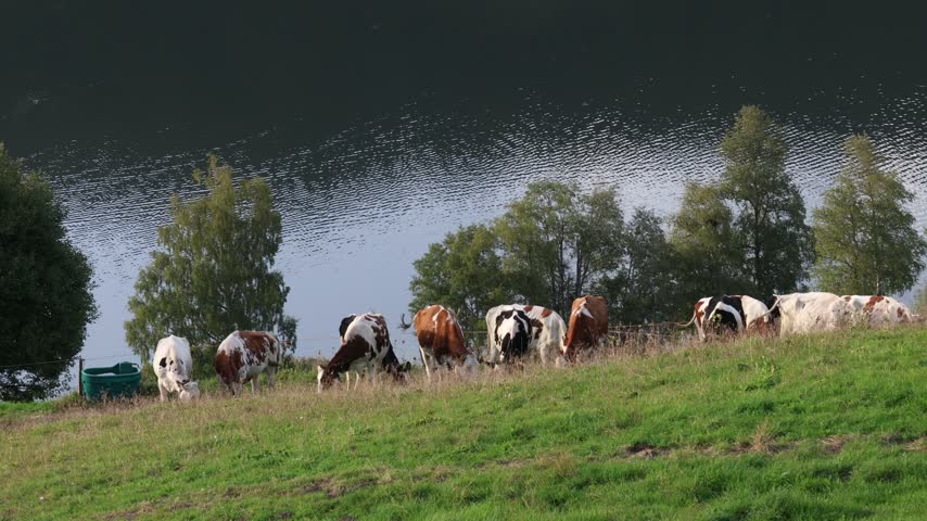 Cows grazing grass on the hill above the lake, countryside livestock