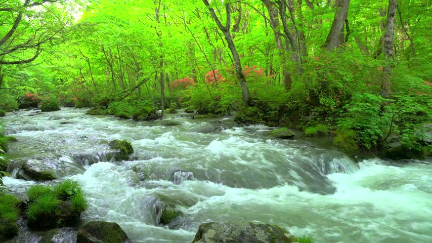 Powerful river rapids rushing through a lush green forest surrounded by moss-covered rocks, dense vegetation, and mature woodland trees. The dynamic flowing water creates a refreshing natural landscape representing wilderness, freshwater ecosystems, outdoor adventure, environmental conservation, and pristine nature.