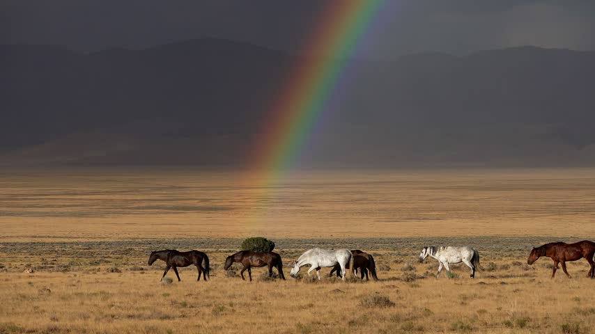 Group of Horses Walking Under Rainbow in Vast Prairie Landscape