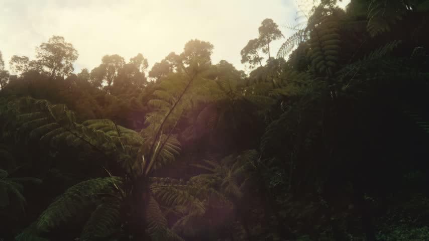 Sunlit fern forest with tall trees and dappled light