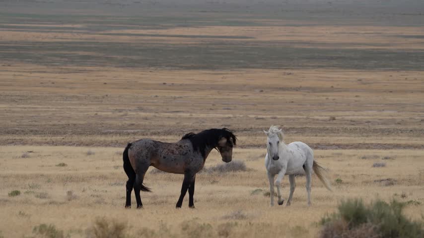 Two Wild Horses Walking Through Vast Open Prairie Landscape