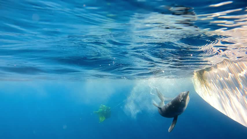 Underwater view of a small wild mako shark caught on a fishing line struggling and swimming near the hull of a boat in the deep ocean.