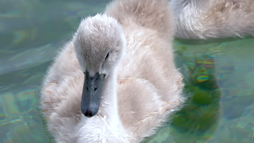 Close-up of a fluffy mute swan cygnet swimming on clear turquoise lake water.