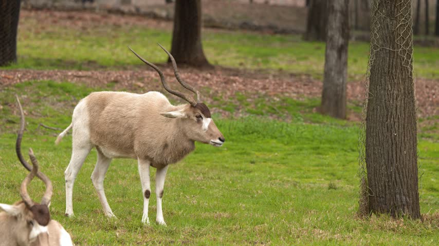An endangered addax antelope stands on green grass between trees in Dubbo, Australia.