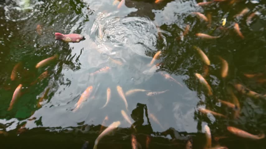 Static shot of a school of small orange fish swimming in a dark pond with tree reflections on the water surface
