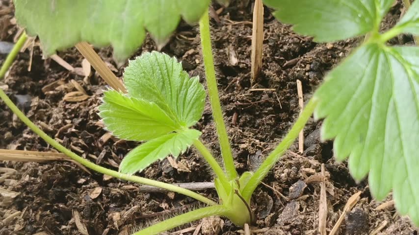 Young strawberry plant growing in soil