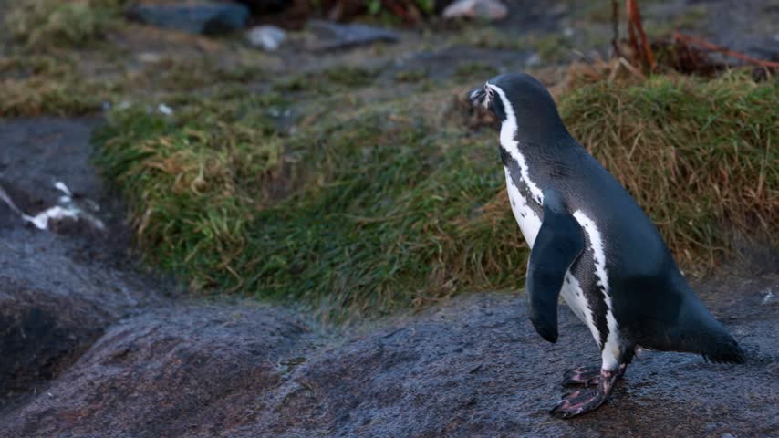 Penguins walk up sloping rocks in an outdoor enclosure.
