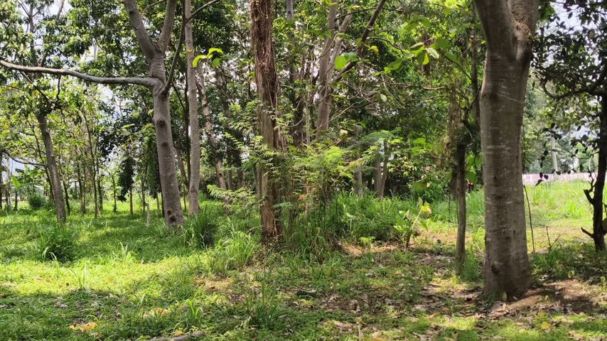 Green forest landscape with trees and grass