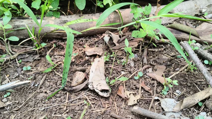 Soil ground with dry leaves and green plants