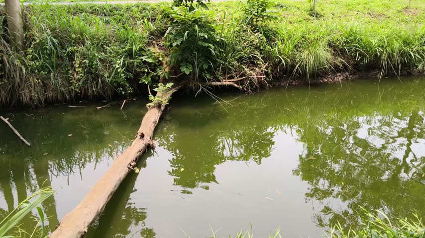 Fallen tree trunk crossing over a calm river water