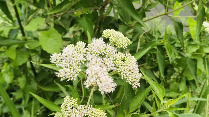 Blooming white flowers with green leaves in nature
