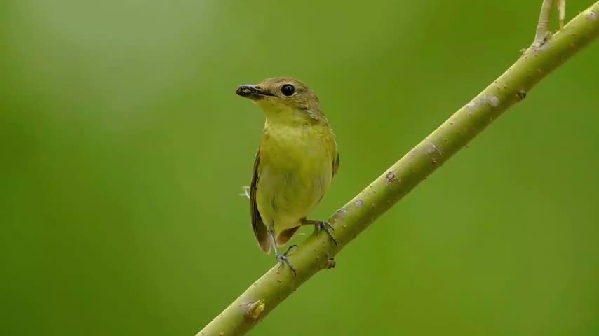 Small yellow wild bird holding a caught insect in its beak while perched on a bare branch against a smooth green nature background