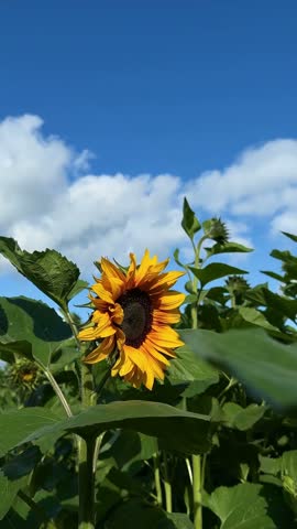 Bright yellow sunflower with textured center and green leaves under a vivid blue sky and white clouds 