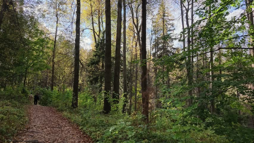 Forest trail curves through tall autumn trees as a distant hiker walks along fallen leaves surrounded by dense green undergrowth