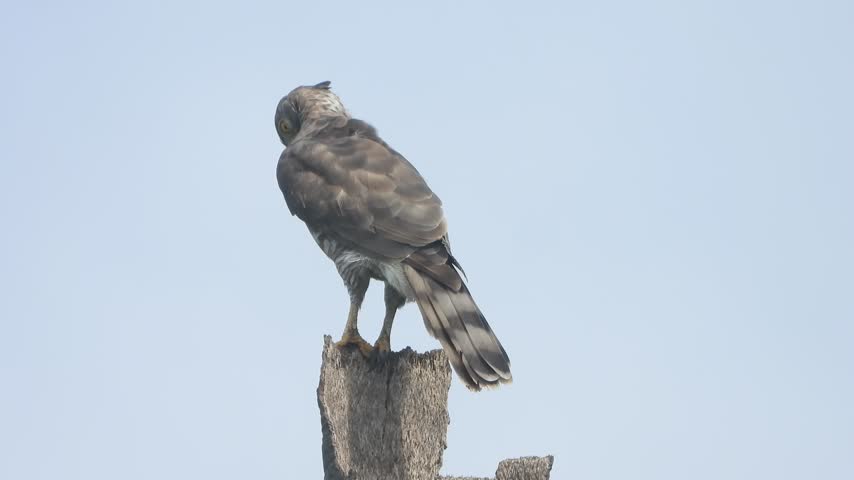 Eagle having fun in tree .