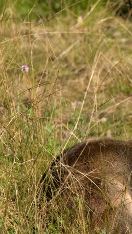 A swamp wallaby rests amidst dry grass and green vegetation in Dubbo, Australia.