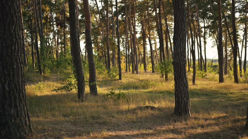 Beautiful forest landscape with sun rays through trees in the pine and spruce woodlands at sunrise or sunset.