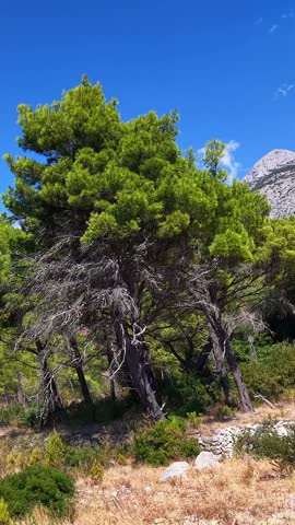 Croatia, pine tree, evergreen, nature, outdoors, green foliage, mountain background
