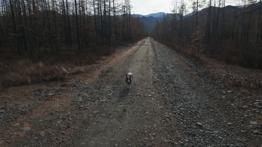 A small white and brown dog runs energetically down a gravel road flanked by bare trees, moving steadily toward the camera as the viewpoint descends to a ground-level perspective.