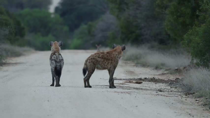 Two spotted hyenas watching a duiker on the road