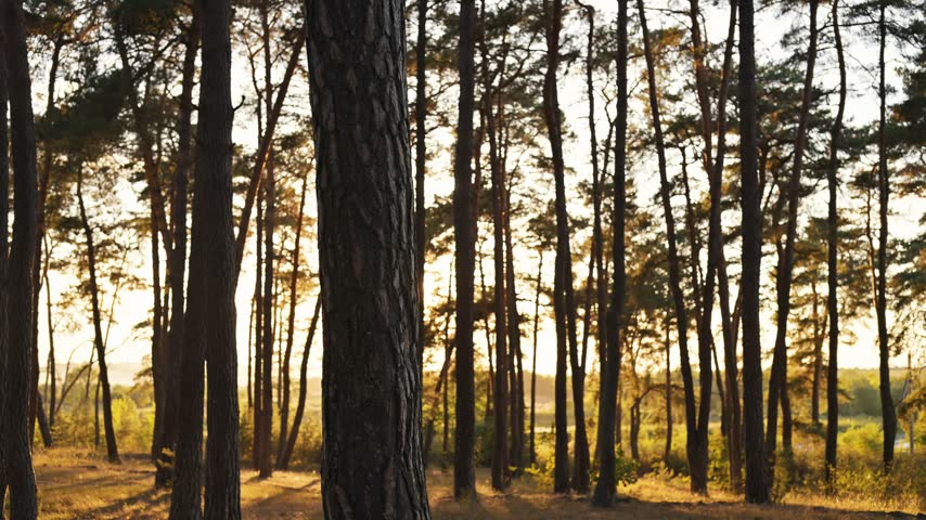 Beautiful forest landscape with sun rays through trees in the pine and spruce woodlands at sunrise or sunset.