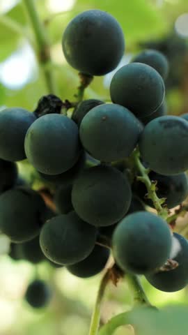 Ripe black grapes grow closely on leafy vine branch outdoors. Sunlit vineyard scene displays healthy fruit cluster gently moving, capturing rich purple harvest ready for quality winemaking.