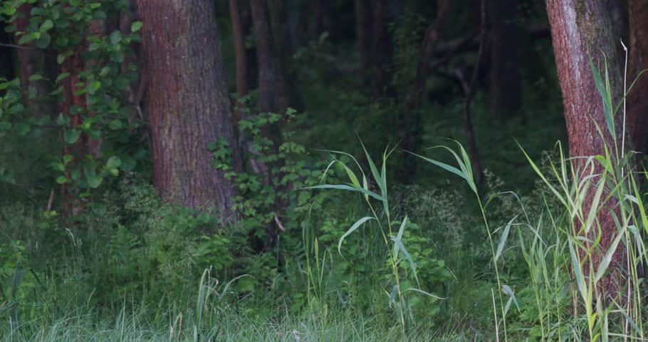 Two common cranes walking and hiding in thick forest edge vegetation along a lake shore in the evening