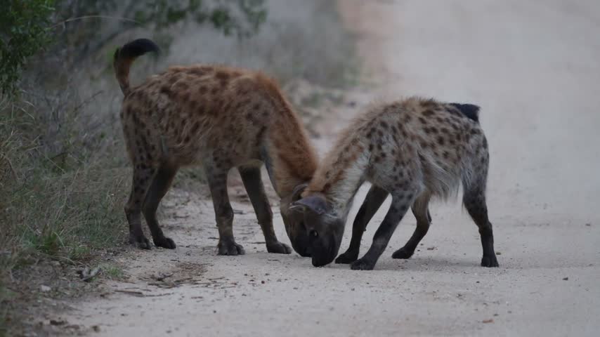 Two spotted hyenas smelling something on the road, with their tails up