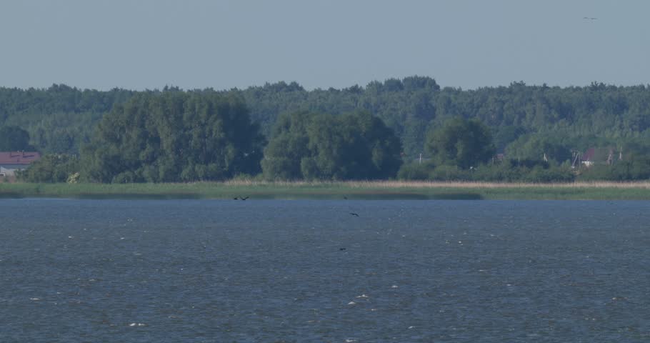 Distant view of a small flock of cormorants flying over Curonian Lagoon at dawn