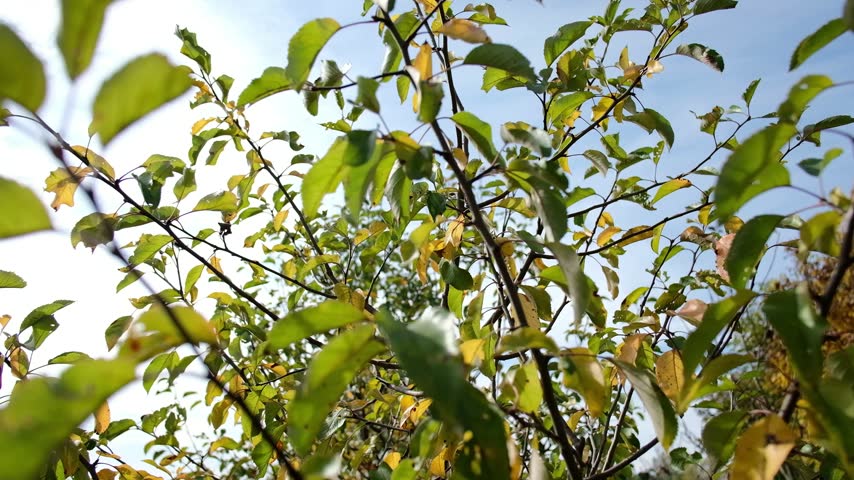 Sunlight shining through green and yellow leaves on tree branches outdoors