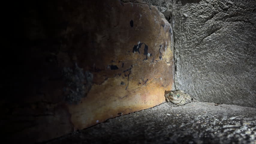 At night, a camouflaged toad waits by a stone wall, then shoots out its tongue to catch an ant in flashlight-lit, shifting shadows.