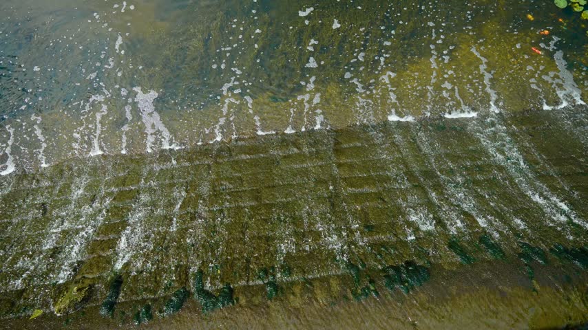 Water flowing over low concrete weir in park river. Small cascade with white foam across mossy spillway. Shallow freshwater stream above textured dam surface with aquatic vegetation near bank