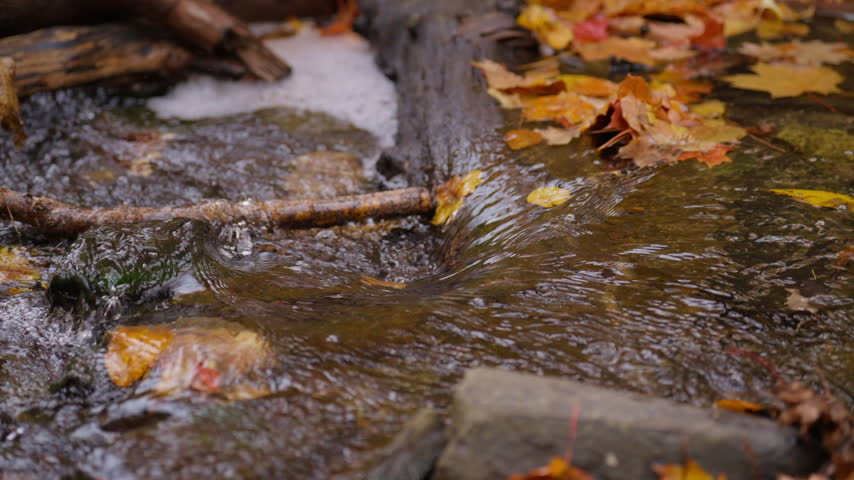 Fast-moving water spills over a wet log and dark rocks lined with orange autumn leaves. Soft white bubbles form along the edges of the woodland creek in Ontario, Canada.