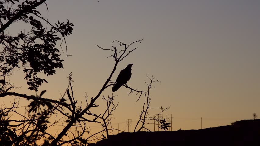 Raven perched on a dead branch against a sunset sky outdoors