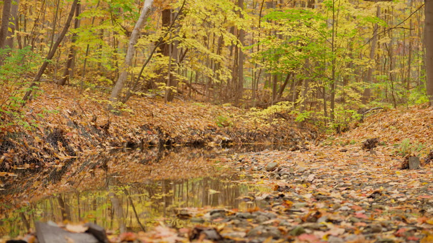 Calm stream waters reflect the vibrant yellow forest canopy in an Ontario woodland. Multicolored fallen leaves rest scattered along the gravel bank.