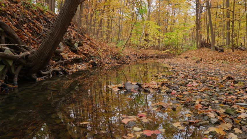 A shallow stream meanders past exposed tree roots and a gravel bank littered with leaves. Golden trees canopy the peaceful Ontario woodland scenery in late autumn.