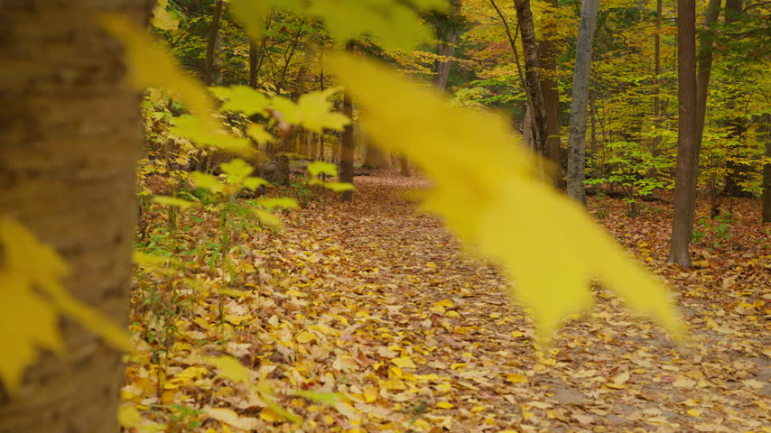 A bright yellow leaf in the foreground moves to reveal a peaceful forest trail covered in autumn foliage. Golden trees line the pathway in Ontario.