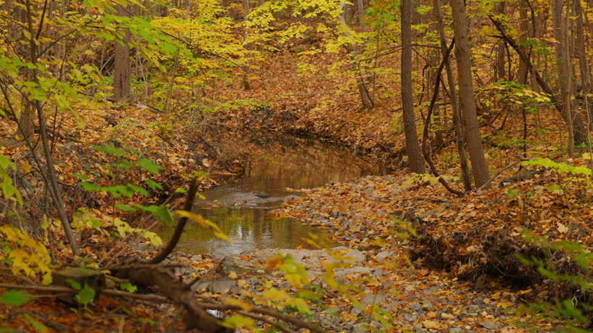Clear water winds through a rocky woodland stream surrounded by vibrant autumn trees. Golden leaves line the creek banks in the peaceful Ontario forest.