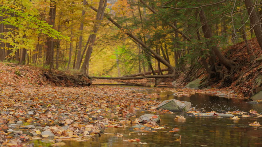 Gentle water trickles along a stony stream bed surrounded by vibrant yellow and orange trees. Fallen logs rest across the calm woodland creek in Ontario.