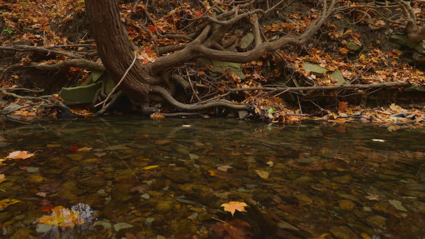 Clear stream water flows past an exposed tree root system along an earthy riverbank. Golden fallen leaves cover the forest floor during autumn in Ontario, Canada.